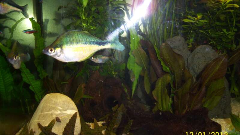 Blauer Regenbogenfisch von kaktus-jones (51)