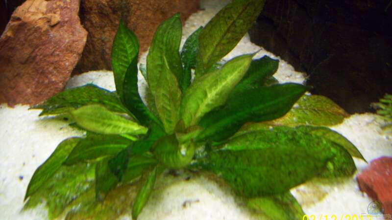 Aquarien mit Echinodorus grisebachii (Schmalblättrige Amazonasschwertpflanze)  - Echinodorus-grisebachii-slnkaquarium