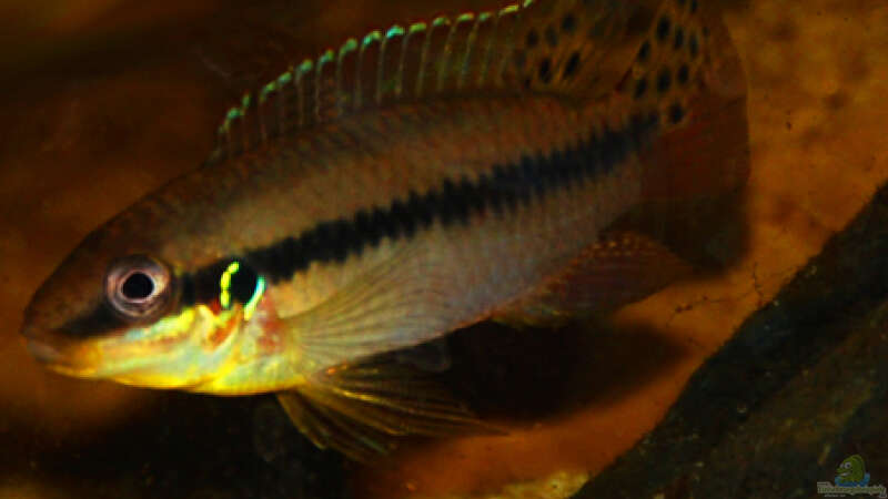 Aquarium Hauptansicht von Enigmatochromis von Cichlid Power (1)