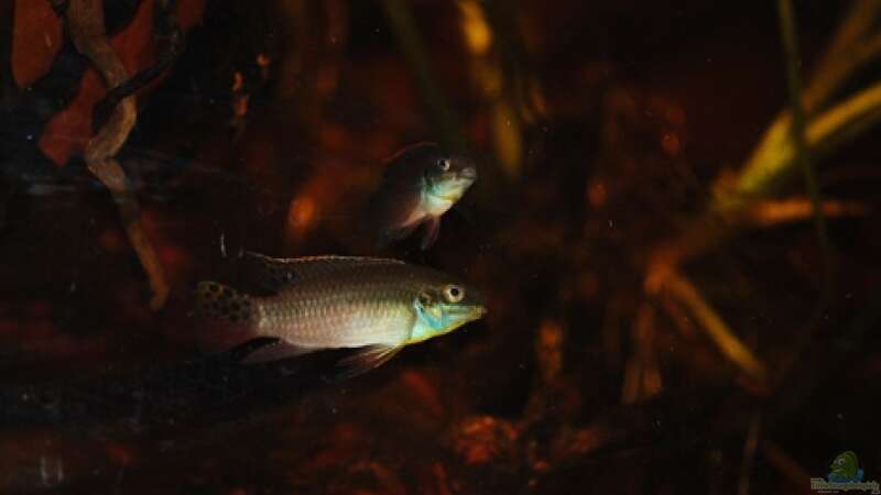 Besatz im Aquarium Enigmatochromis von Cichlid Power (17)