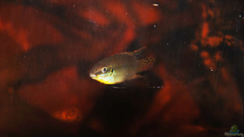 Besatz im Aquarium Enigmatochromis von Cichlid Power (6)