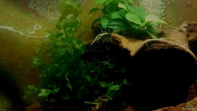 Pflanzen im Aquarium 54 Liter Wirbellose von Michael Boeck (7)