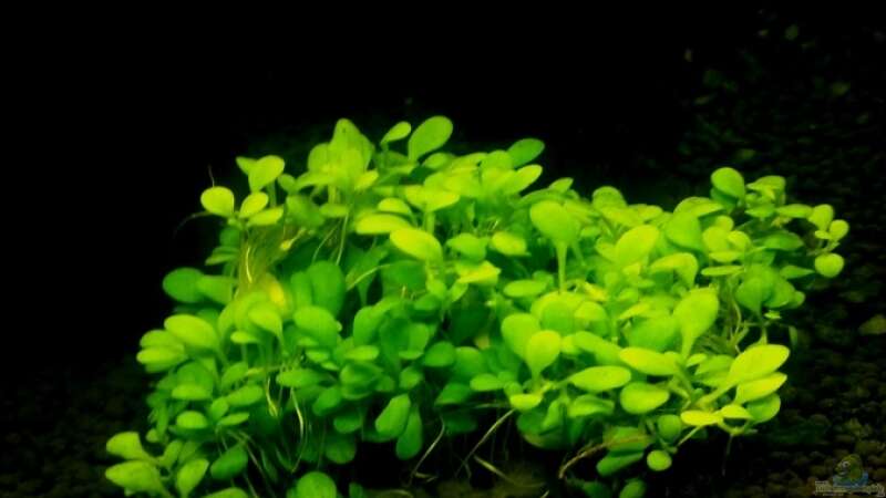 Pflanzen im Aquarium 54 Liter Wirbellose von Michael Boeck (9)