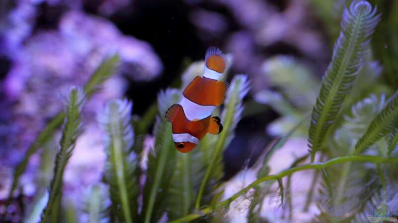 Aquarien mit Amphiprion ocellaris (Falscher Clownfisch)  - Amphiprion-ocellarisaquarium