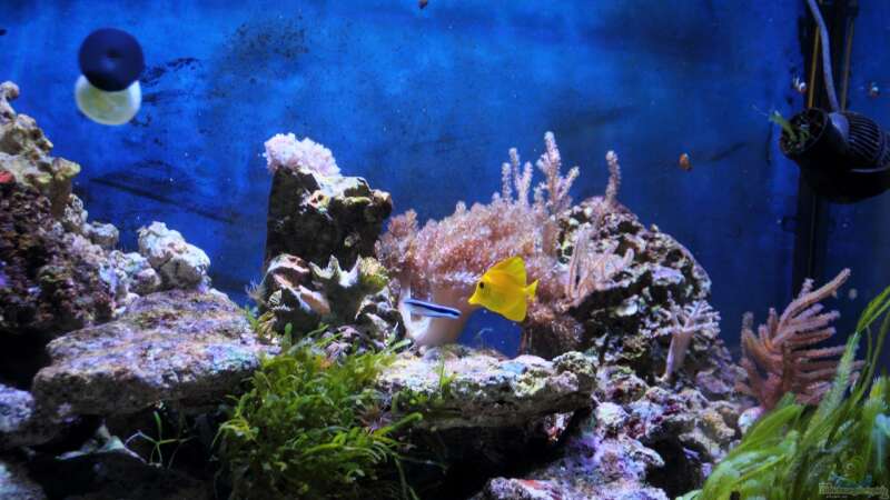 Besatz im Aquarium Michas Great Reef Challenge von Micha (56)