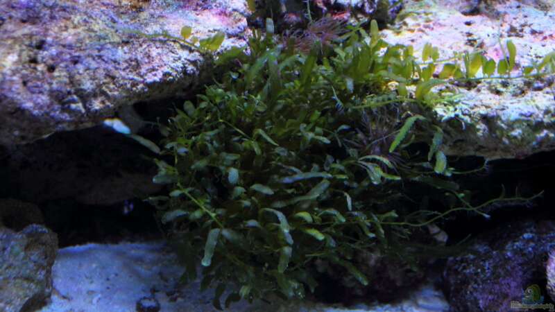 Caulerpa brachypus - Alge - mit dem Lebendgestein ins Becken gekommen. von Micha (9)