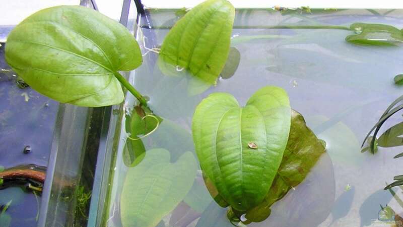 Pflanzen im Aquarium Am Fensterbrett I von mariajudyta (5)