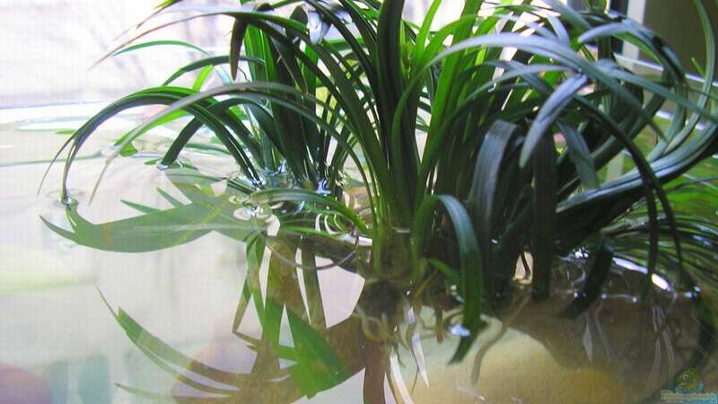 Pflanzen im Aquarium Am Fensterbrett I von mariajudyta (7)