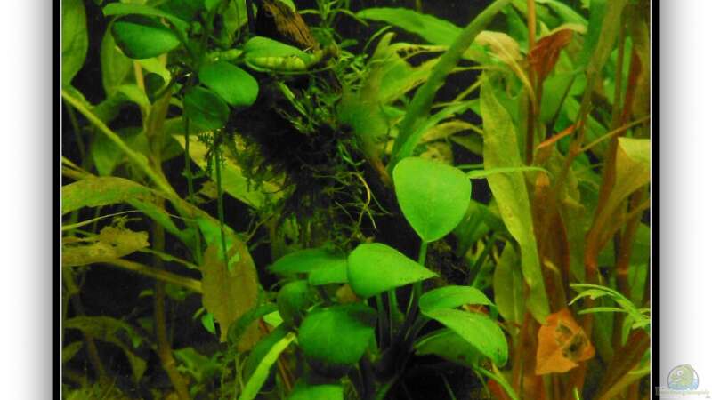 Pflanzen im Aquarium tropisches Gesellschaftsbecken von mariajudyta (18)