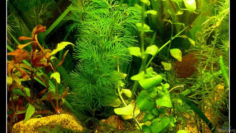Pflanzen im Aquarium tropisches Gesellschaftsbecken von mariajudyta (22)