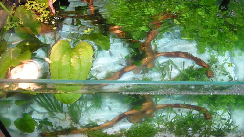 Aquarium Wirbellose I von mariajudyta (3)