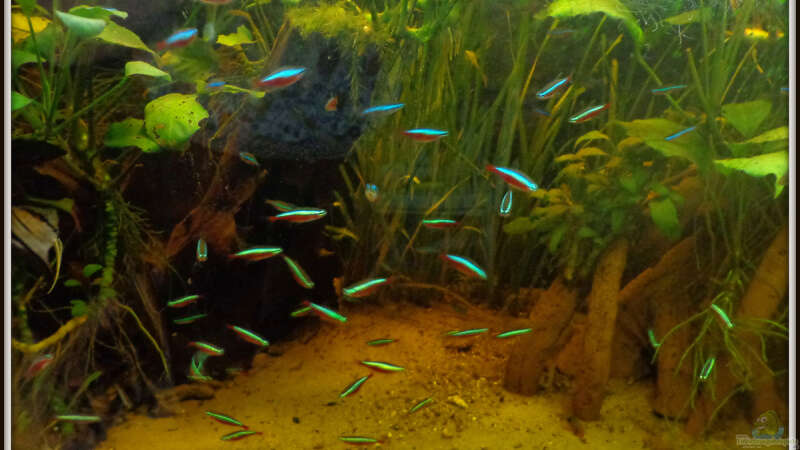 Aquarium Neons und Skalare von mariajudyta (2)
