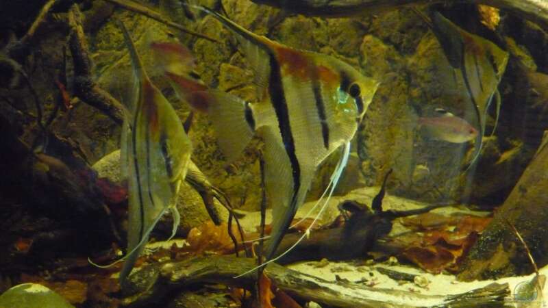 Aquarium Amazon Deadwood Nur noch als Beispiel von DerImperator (5)