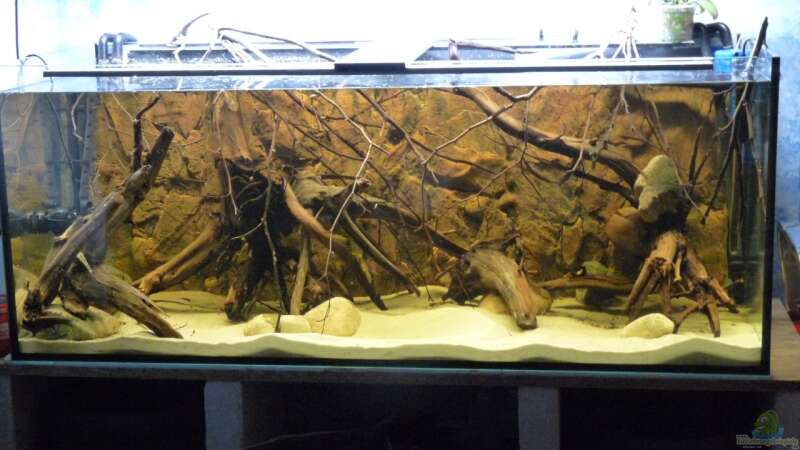 Aquarium Amazon Deadwood Nur noch als Beispiel von DerImperator (6)