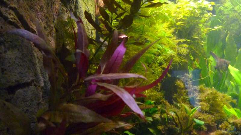 Aquarium Amazonas in the Corner von Michel (30)
