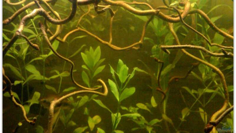 Aquarium Buschfisch-Becken von mariajudyta (2)