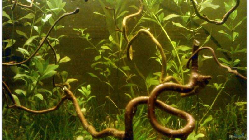 Aquarium Buschfisch-Becken von mariajudyta (3)