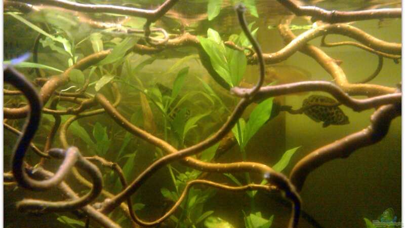 Besatz im Aquarium Buschfisch-Becken von mariajudyta (12)