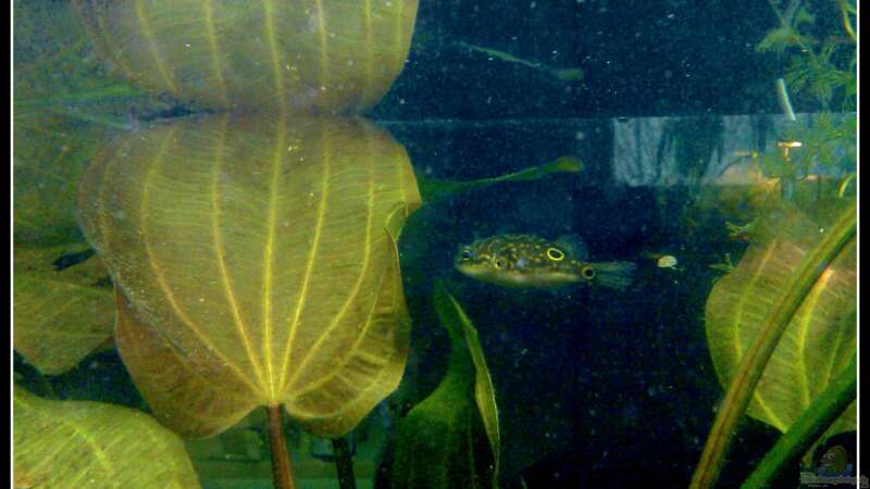 Einrichtungsbeispiele für Aquarien mit Palembang-Kugelfisch (Tetraodon biocellatus)