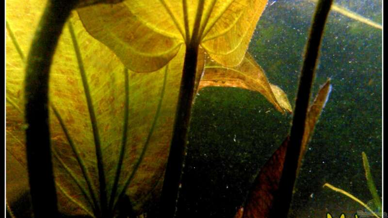 Pflanzen im Aquarium Barschbecken von mariajudyta (24)