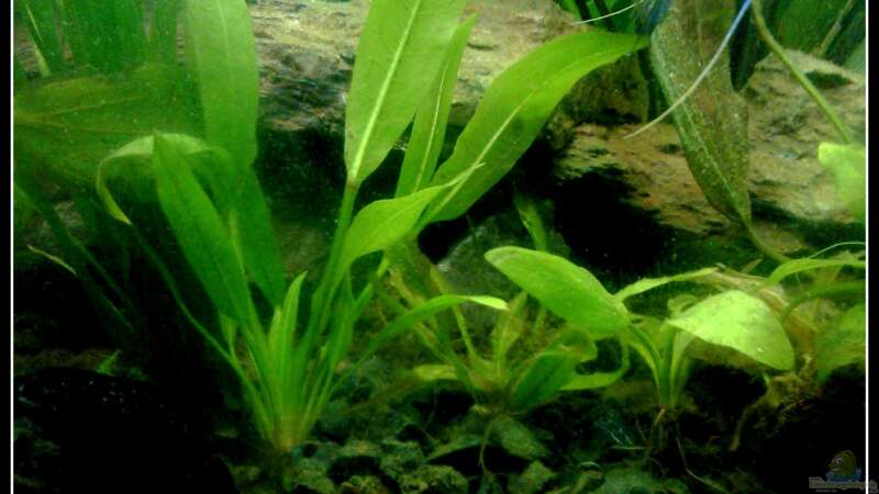 Pflanzen im Aquarium Barschbecken von mariajudyta (26)