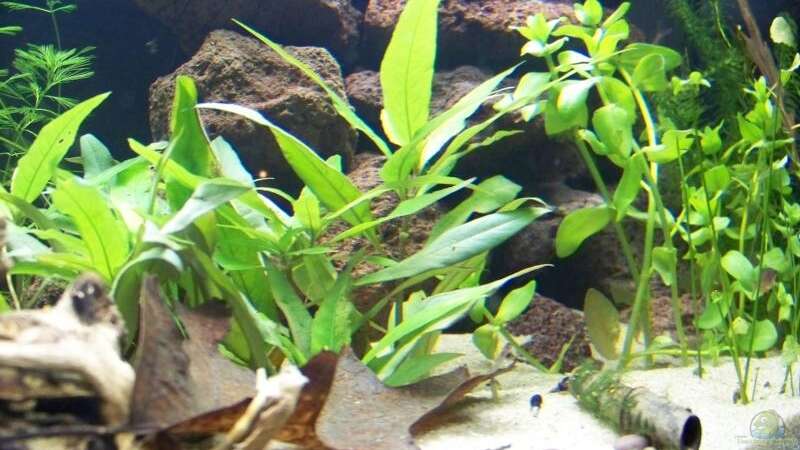 Aquarium Fish and Shrimp (aufgelöst April 2018) von Hamstermaus (3)