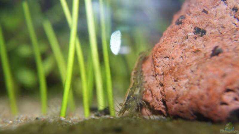 Besatz im Aquarium Fish and Shrimp (aufgelöst April 2018) von Hamstermaus (13)