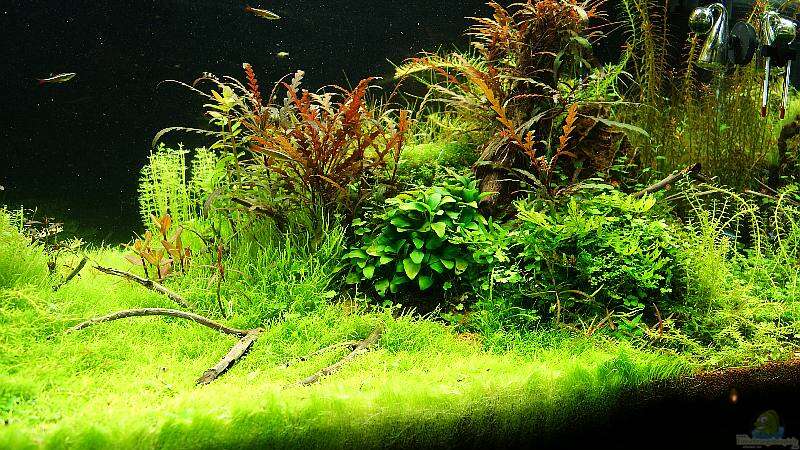 Pflanzen im Aquarium Becken 25160 von Torsten Thiel (6)