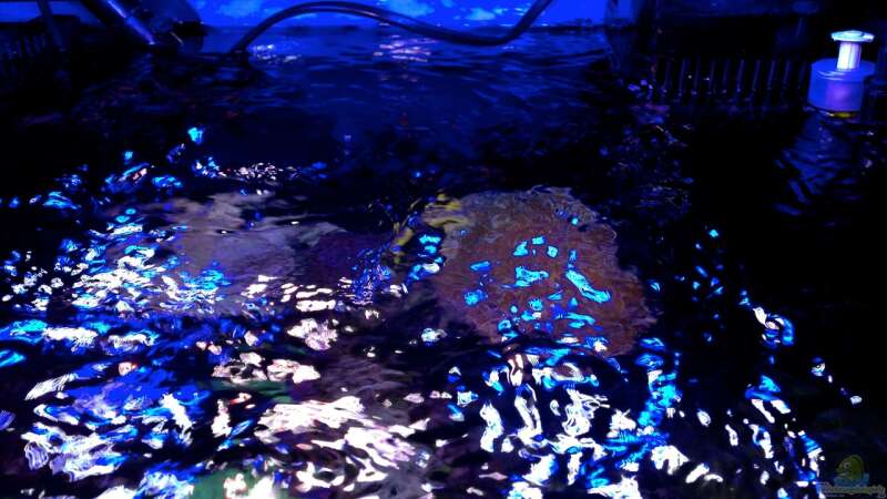 Aquarium Little Sea von MW Luca (8)