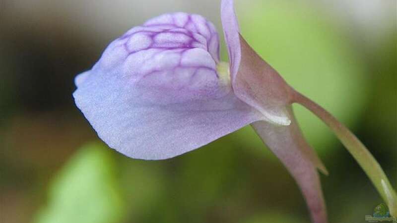 Blüte von U. Graminifolia Quelle: Wikipedia von Marcel Reiter (4)