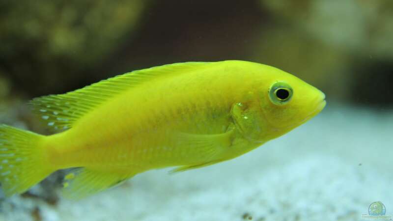 Labidochromis caeruleus yellow von Christoff Wagner (6)