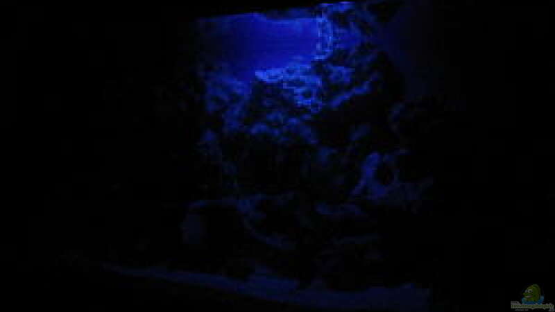 Aquarium bei Nacht von Helmut Loehr (2)