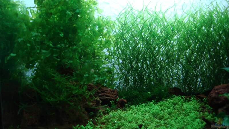 Pflanzen im Aquarium Becken 25322 von cantiga (7)