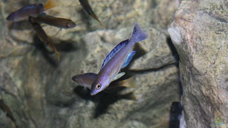 Besatz im Aquarium Great Lake Tanganjika von Koehler (56)