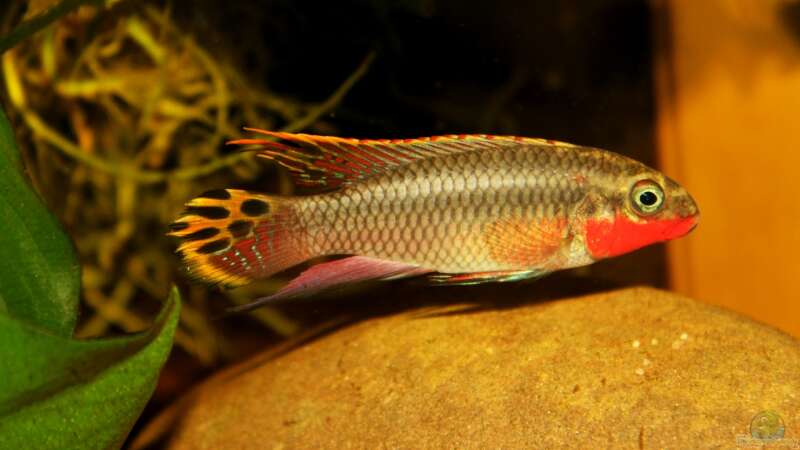 Pelviachromis Männchen von die Perle... (45)