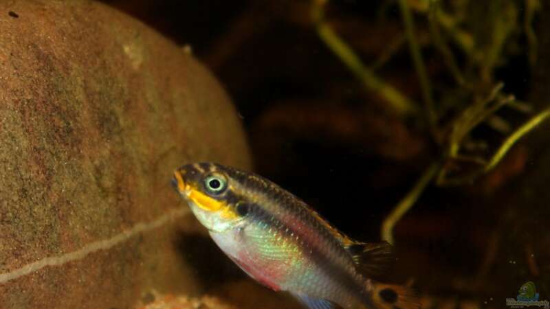 Pelviachromis Weibchen von die Perle... (49)
