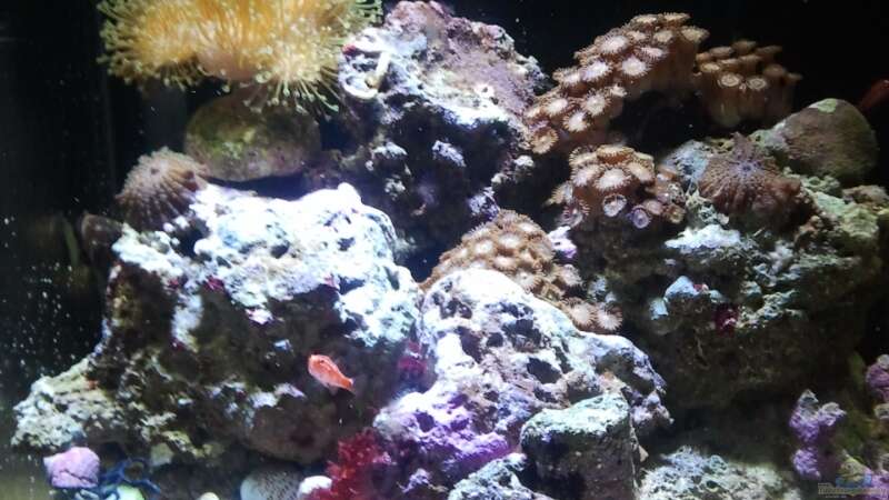 Aquarium Hauptansicht von Nano Meerwasser 30er von Borito