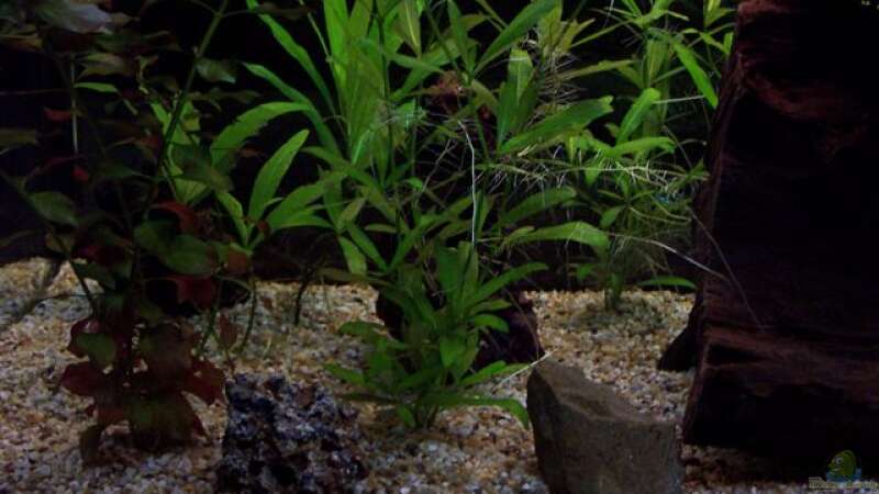 Pflanzen im Aquarium Becken 2539 von Roman Eiper (6)