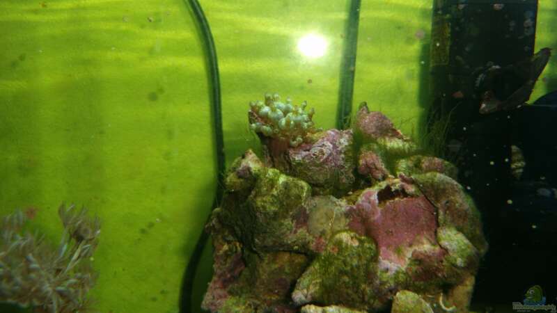 Besatz im Aquarium Nano Riff von Jademeister (25)