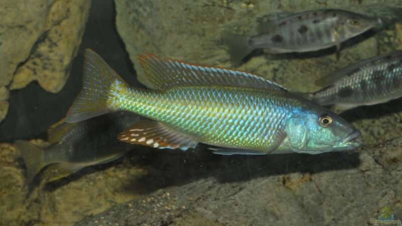 Chamsochromisbock (nicht mehr im Becken) von Crenii (56)