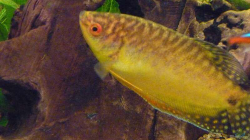 Goldfadenfisch von MaTrou (7)
