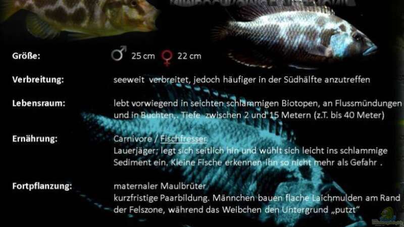 Besatz im Aquarium Becken 25586 von Nico Becker (18)