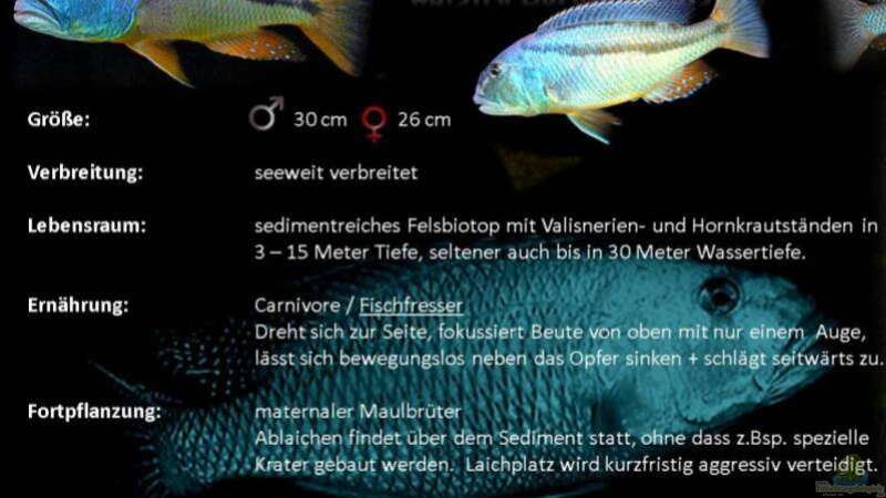 Besatz im Aquarium Becken 25586 von Nico Becker (21)