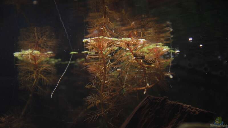 Pflanzen im Aquarium GuppyBecken ) von isabelle... (10)