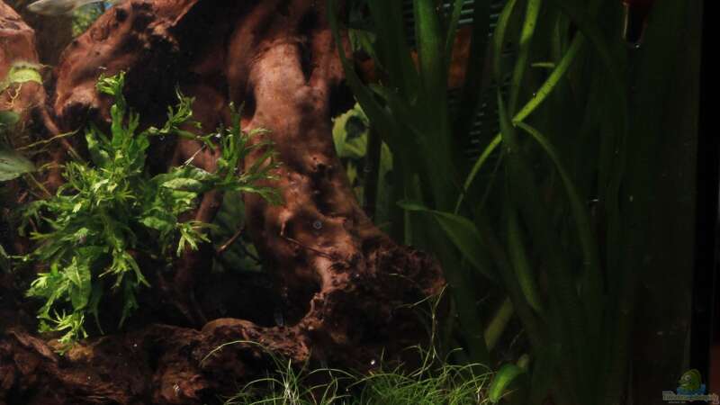 Pflanzen im Aquarium GuppyBecken ) von isabelle... (7)