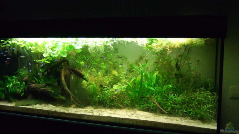 Aquarium Amazonas im Wohnzimmer von Süsswasserskipper (2)