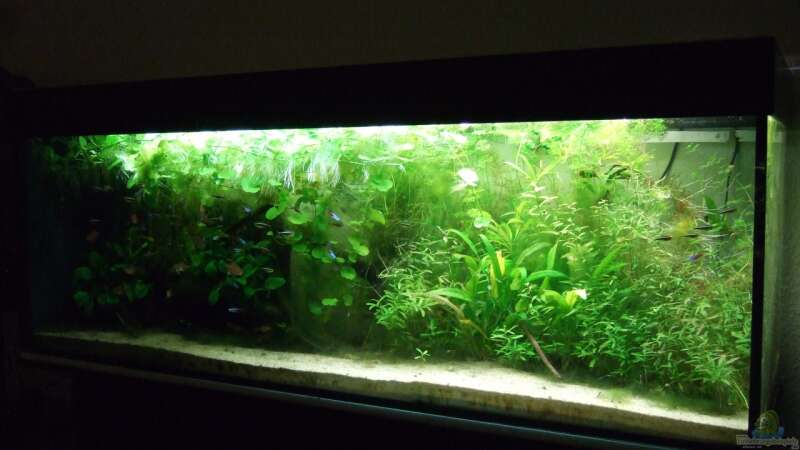 Aquarium Amazonas im Wohnzimmer von Süsswasserskipper (3)