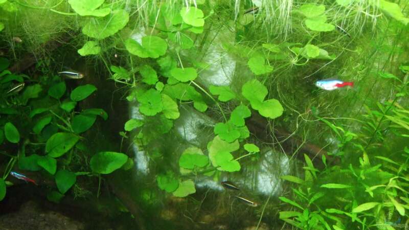 Pflanzen im Aquarium Amazonas im Wohnzimmer von Süsswasserskipper (8)