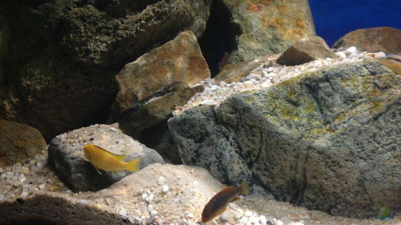 Labidochromis sp. ?hongi? und  Labidochromis caeruleus von TheToxicAvenger (67)