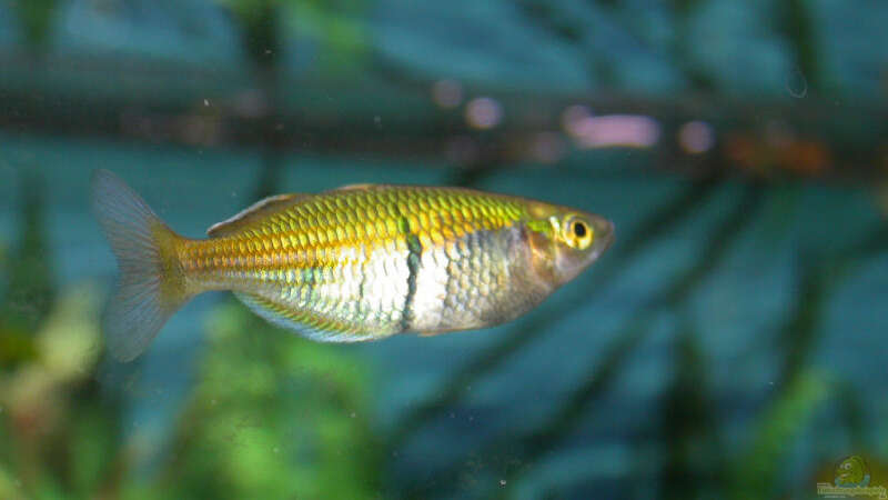 Regenbogenfisch-Weibchen - ist natura nicht ganz so farbig von Susanne Schmohl (34)